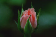 Delicate Camellia
