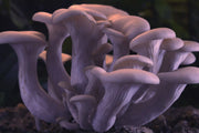 Dancing Oyster Mushrooms