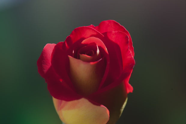 Grandiose Rose
